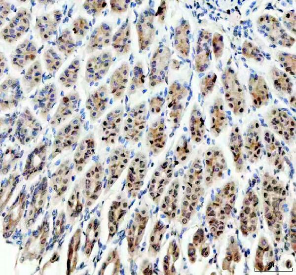a08730 1 sp6 primary antibodies ihc testing 4
