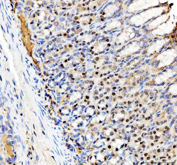 a08730 1 sp6 primary antibodies ihc testing 5