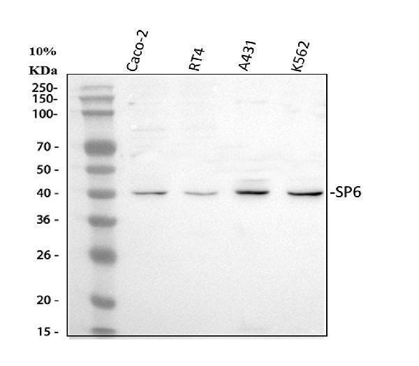 a08730 1 sp6 primary antibodies wb testing 1_1