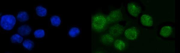  IF analysis of SP6 using anti-SP6 antibody (A08730-2)