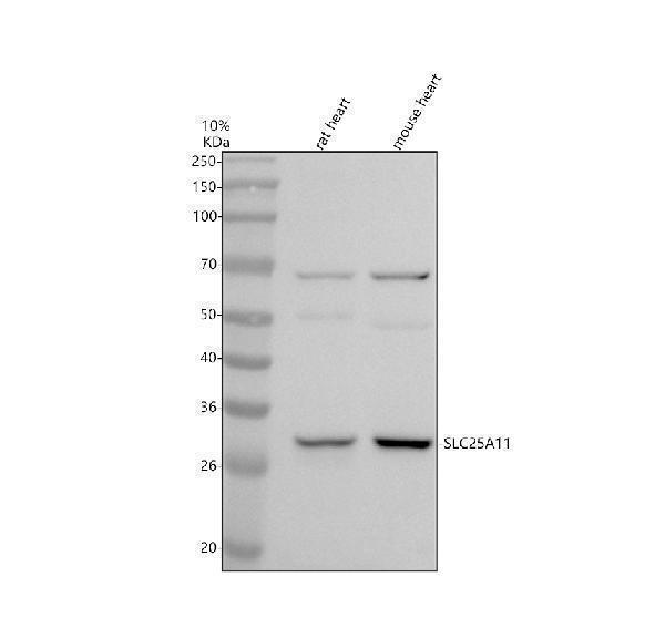 Western blot analysis of SLC25A11 using anti-SLC25A11 antibody (A08732-2)