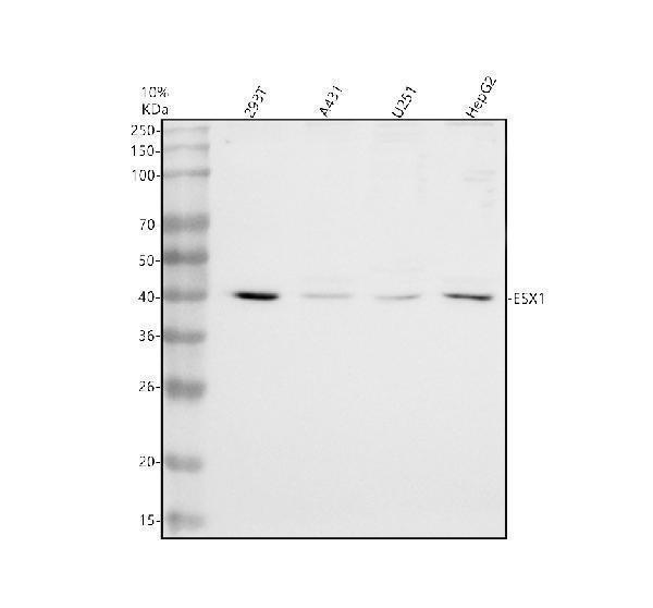a08735 2 esx1 primary antibodies wb testing 1