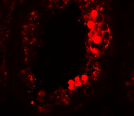 Immunofluorescence of ESX1 in human testis tissue with ESX1 antibody at 20 μg/mL