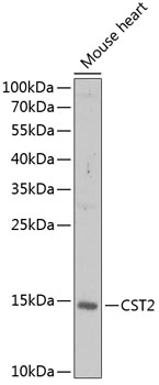 a08736 1 cst2 primary antiboties wb testing 1