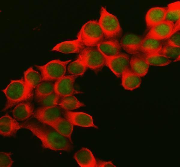 IF analysis of MEPCE using anti-MEPCE antibody (A08738-2) and anti-Beta Tubulin antibody (M01857-3)