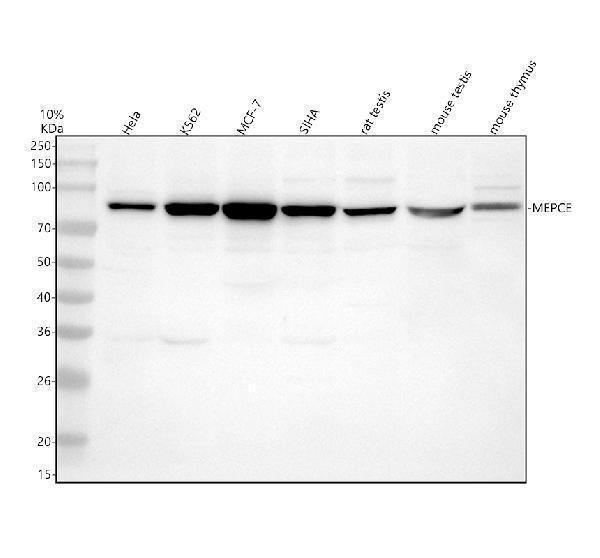 Western blot analysis of MEPCE using anti-MEPCE antibody (A08738-2)
