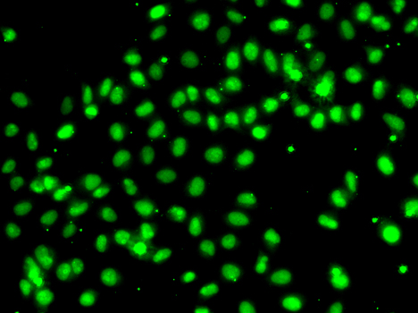 Immunofluorescence analysis of A549 cells using MEPCE antibody 
