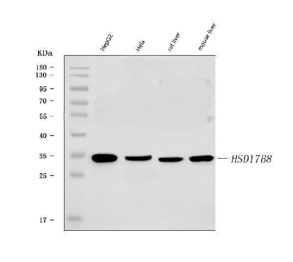  Western blot analysis of HSD17B8 using anti-HSD17B8 antibody (A08741-1)