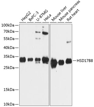 Western blot analysis of extracts of various cell lines, using HSD17B8 Antibody  at 1:3000 dilution