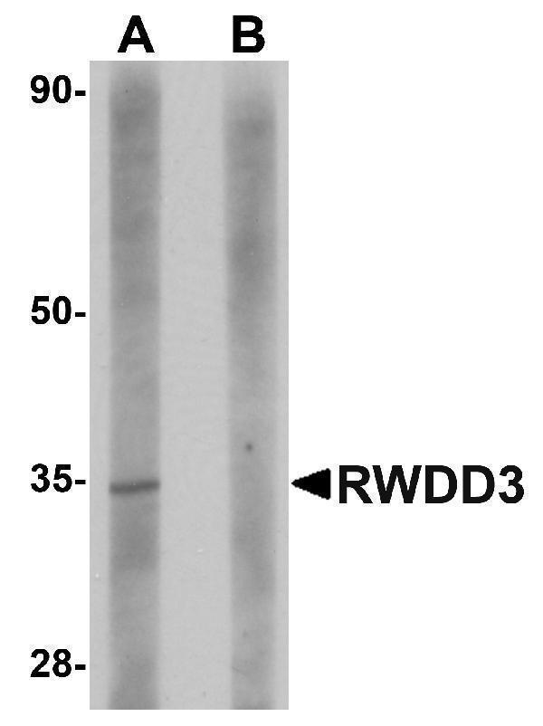 Western blot analysis of RWDD3 in rat kidney tissue lysate with RWDD3 antibody at 1 μg/mL in (A) the absence and (B) the presence of blocking peptide