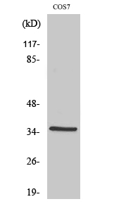 Western Blot analysis of various cells using FoxL1 Polyclonal Antibody cells nucleus extracted by Minute TM Cytoplasmic and Nuclear Fractionation kit 