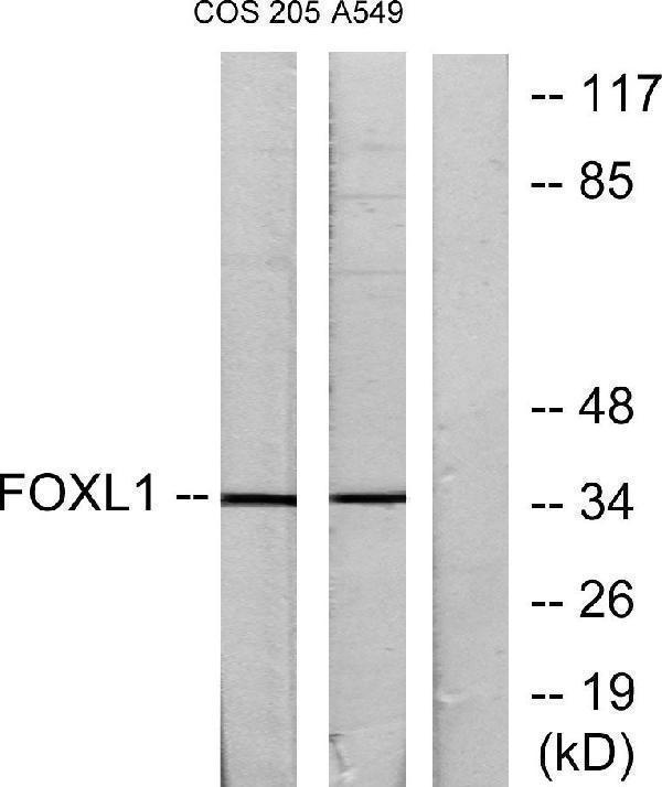 Western blot analysis of lysates from COS7 and A549 cells, using FOXL1 Antibody