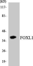 Western blot analysis of the lysates from HeLa cells using FOXL1 antibody