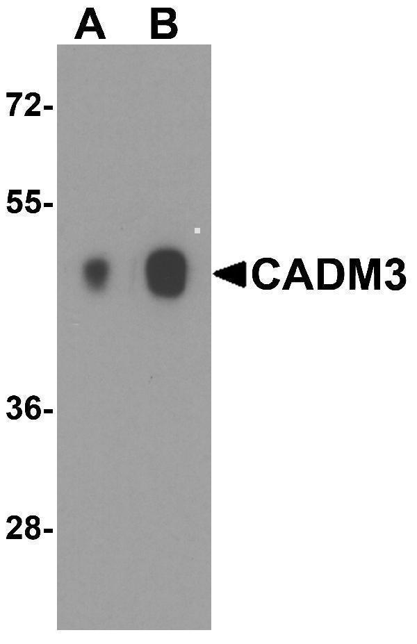 a08747 cadm3 primary antibodies wb testing 1