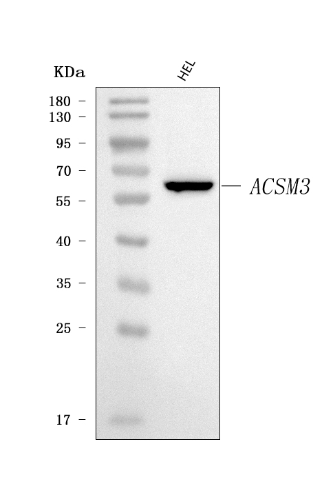  Western blot analysis of SAH/ACSM3 using anti-SAH/ACSM3 antibody (A08748-3)