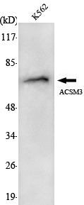 a08748 acsm3 primary antibodies wb testing 1