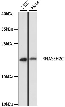 a08750 rnaseh2c primary antiboties wb testing 1