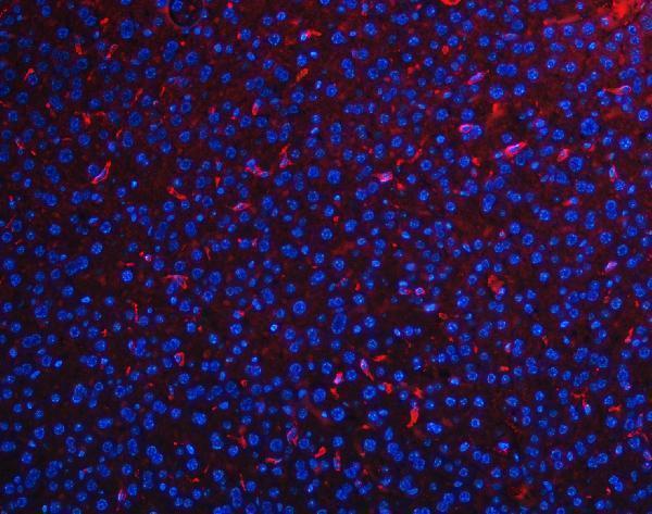 a08751 f4 primary antibodies if testing 4