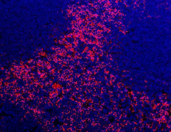 a08751 f4 primary antibodies if testing 5