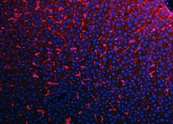 a08751 f4 primary antibodies if testing 6