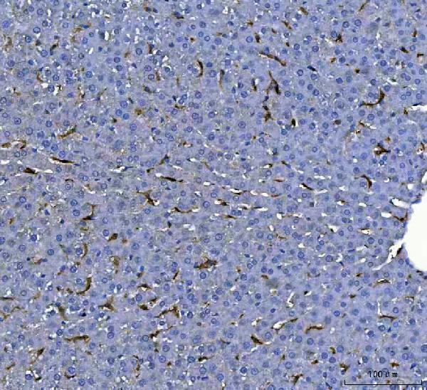  IHC analysis of F4/80/Adgre1 using anti-F4/80/Adgre1 antibody (A08751)