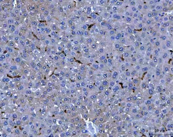  IHC analysis of F4/80/Adgre1 using anti-F4/80/Adgre1 antibody (A08751)