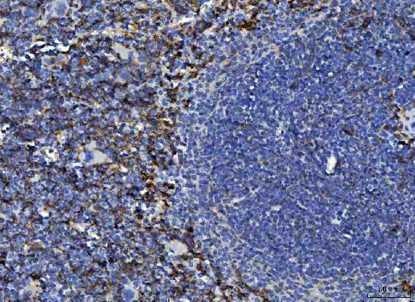  IHC analysis of F4/80/Adgre1 using anti-F4/80/Adgre1 antibody (A08751)