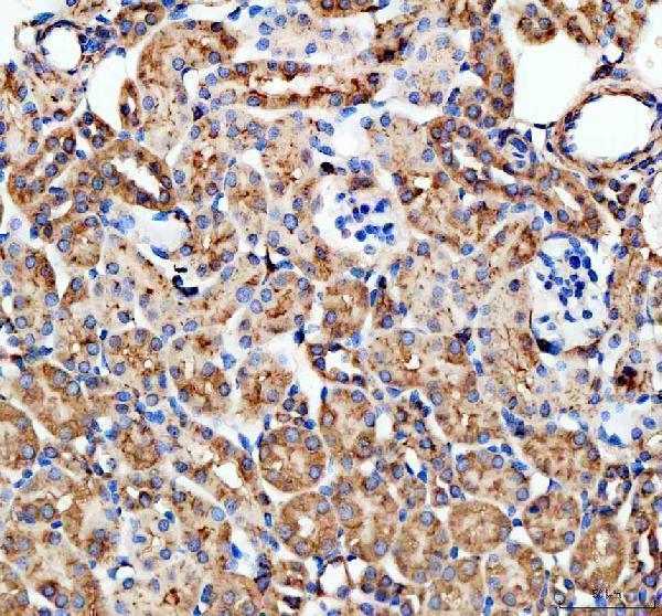 a08751 f4 primary antibodies ihc testing 4