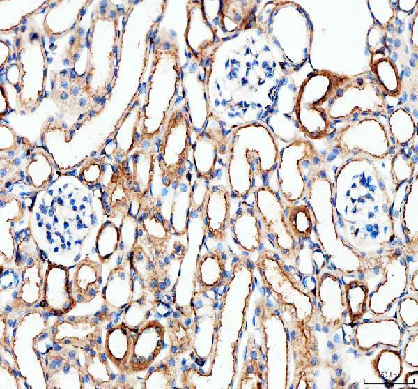 a08751 f4 primary antibodies ihc testing 5