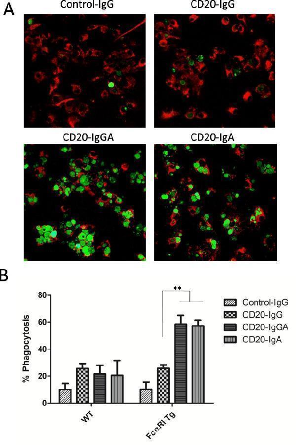 a08751 oncotarget 08 39356 g002