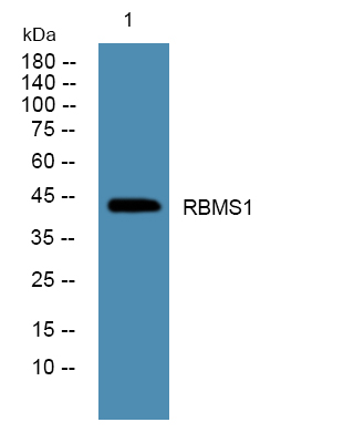 a08752 1 rbms1 primary antibodies wb testing 1