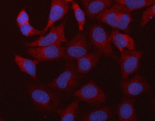 a08752 2 rbms1 primary antibodies if testing 11