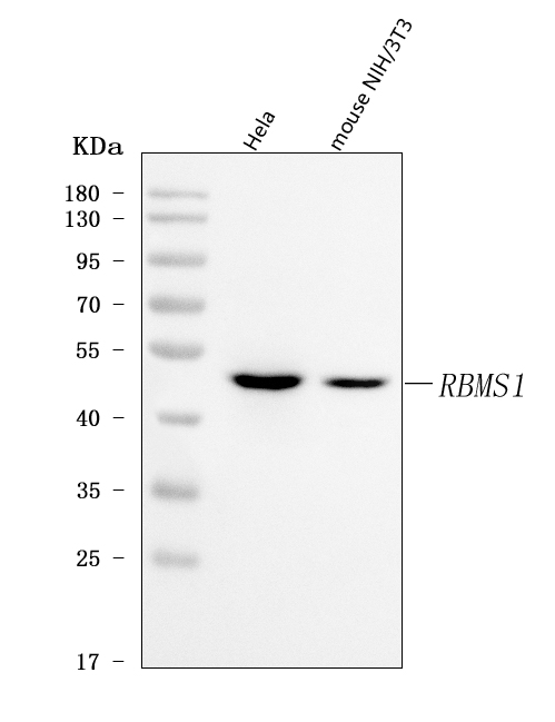 a08752 2 rbms1 primary antibodies wb testing 1