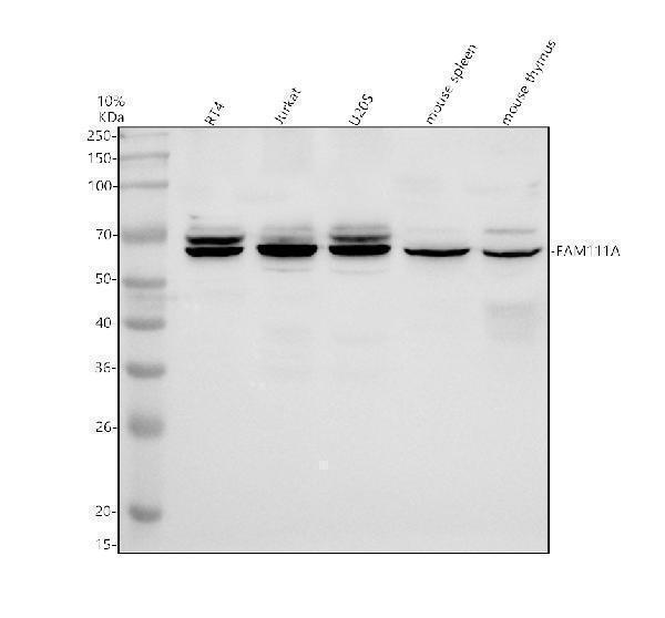 a08753 fam111a primary antibodies wb testing 1