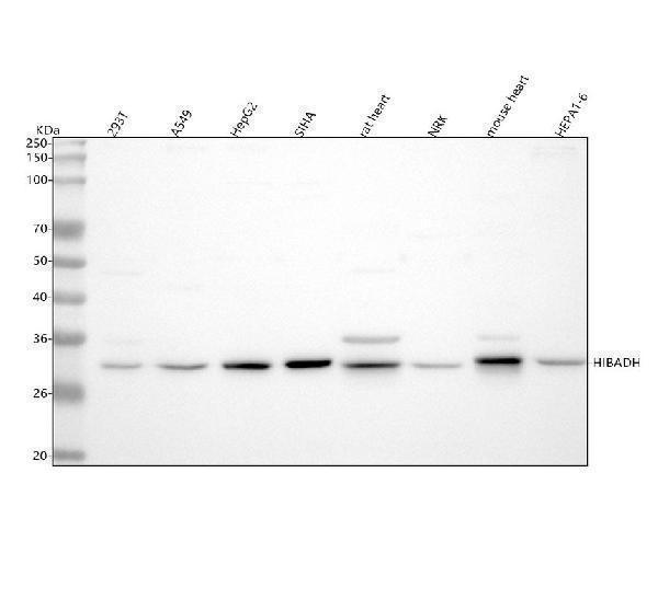 a08760 3 hibadh primary antibodies wb testing 1