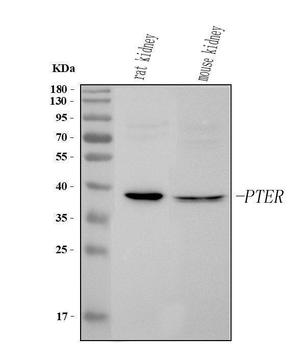  Western blot analysis of PTER using anti-PTER antibody (A08763-1)