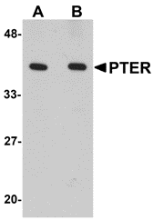 a08763 pter primary antibodies wb testing 1