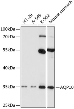 Western blot analysis of extracts of various cell lines, using AQP10 antibody  at 1:1000 dilution