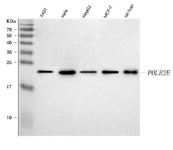 a08765 1 polr2e primary antibodies wb testing 1