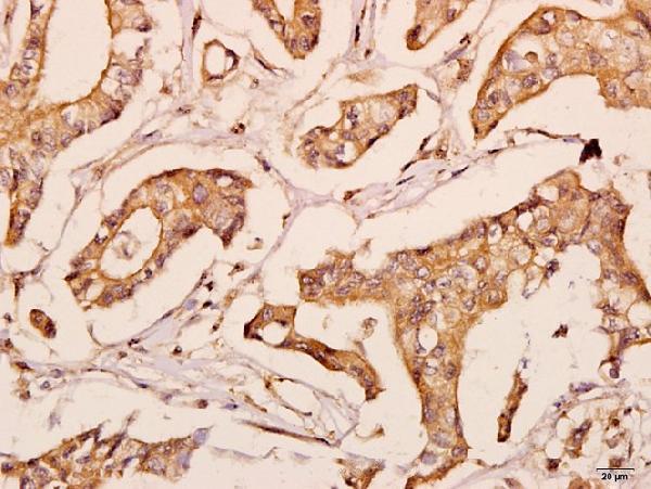 a08765 polr2e primary antiboties ihc testing 2