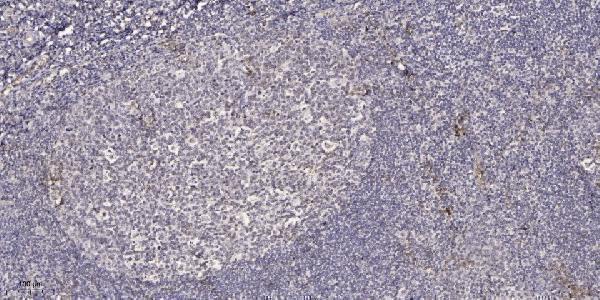 Immunohistochemical analysis of paraffin-embedded human tonsil