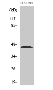 Western Blot analysis of various cells using Emp Polyclonal Antibody diluted at 1:500