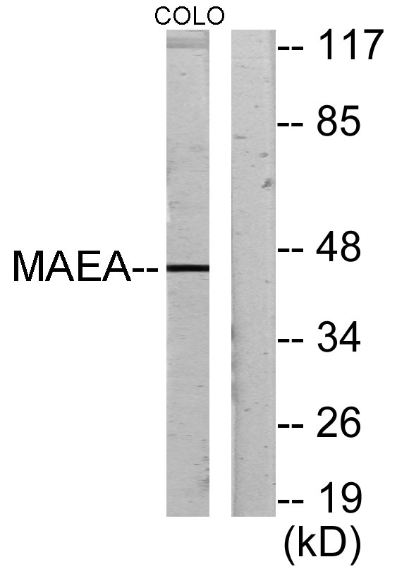 Western blot analysis of lysates from COLO205 cells, using MAEA Antibody