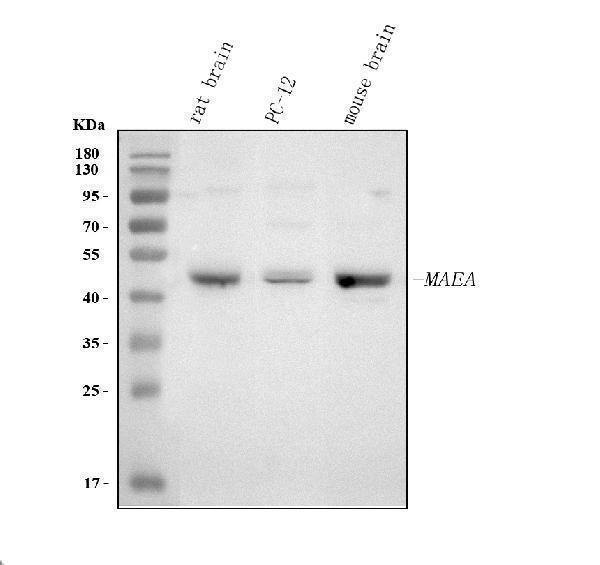  Western blot analysis of MAEA using anti-MAEA antibody (A08766-2)