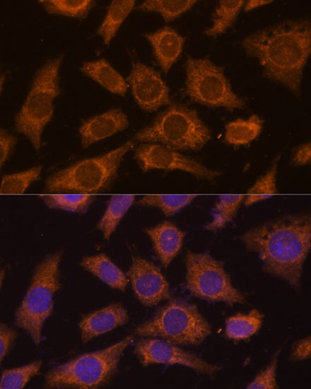 Immunofluorescence analysis of L929 cells using PREPL Polyclonal Antibody  at dilution of 1:100 