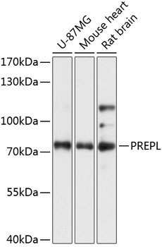 Western blot analysis of extracts of various cell lines, using PREPL antibody  at 1:3000 dilution