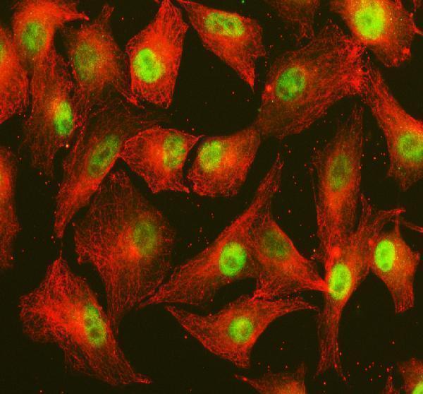  IF analysis of POLD4 using anti-POLD4 antibody (A08778-1) and anti-Beta Tubulin antibody (M01857-3)