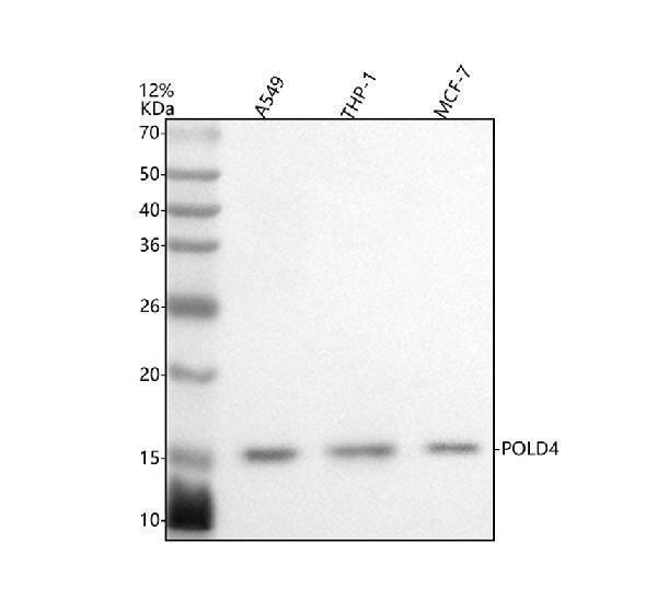  Western blot analysis of POLD4 using anti-POLD4 antibody (A08778-1)