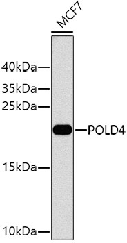 a08778 pold4 primary antiboties wb testing 1