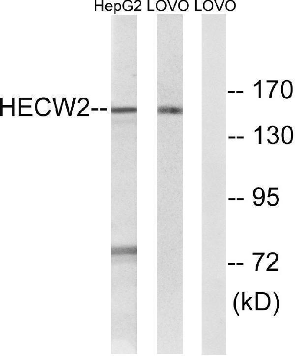 Western blot analysis of lysates from LOVO and HepG2 cells, using HECW2 Antibody